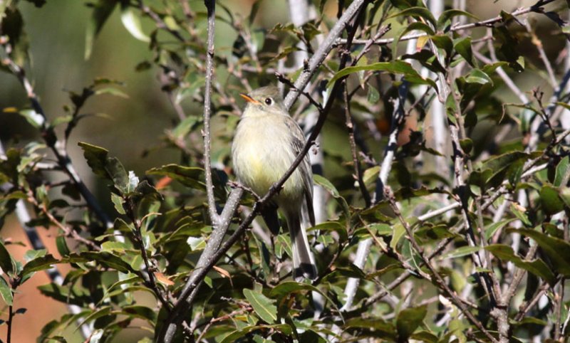 Pine Flycatcher
