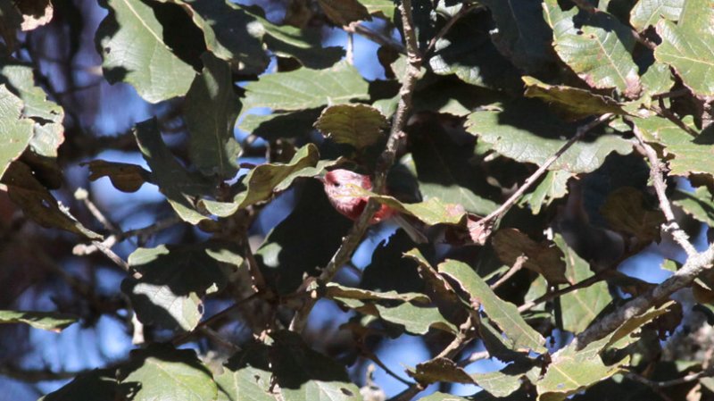 Pink-headed Warbler