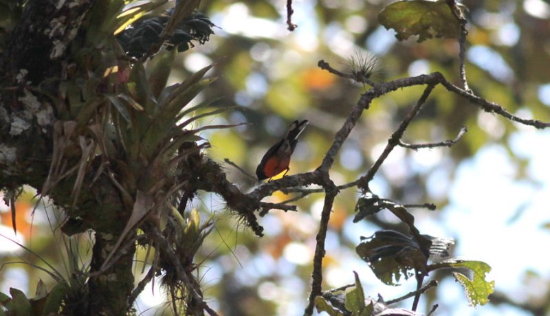 Slate-throated Redstart