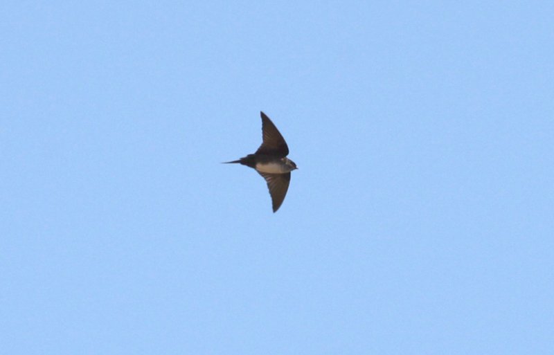 Black-capped Swallow