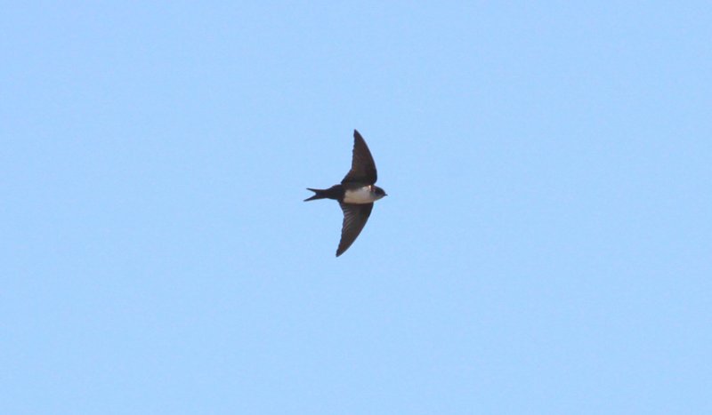 Black-capped Swallow