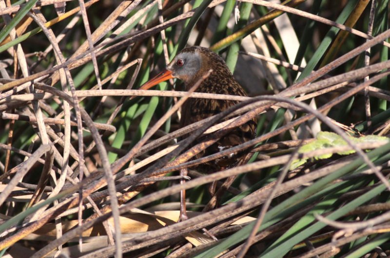 Virginia Rail