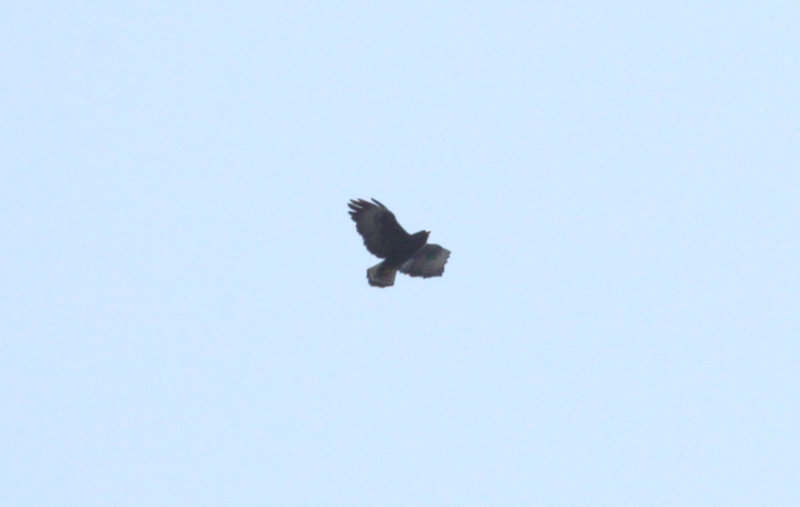 Short-tailed Hawk