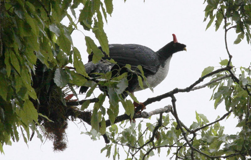Horned Guan