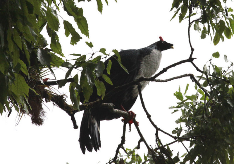 Horned Guan