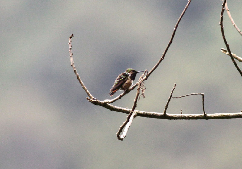 Wine-throated Hummingbird