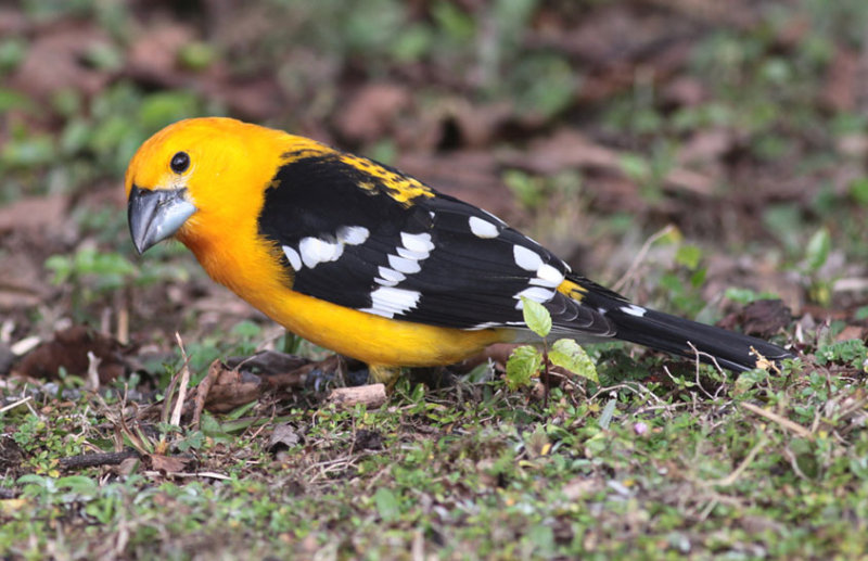 Yellow Grosbeak