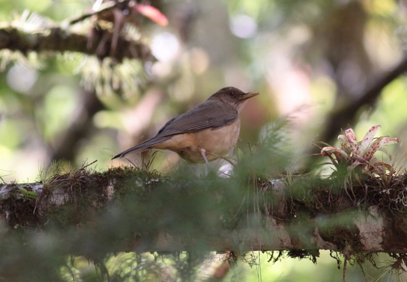 Clay-colored Thrush
