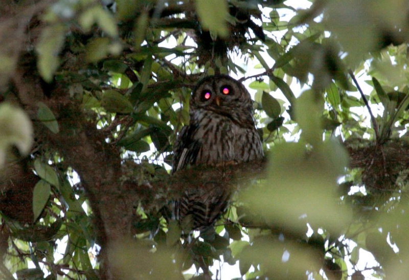 Fulvous Owl
