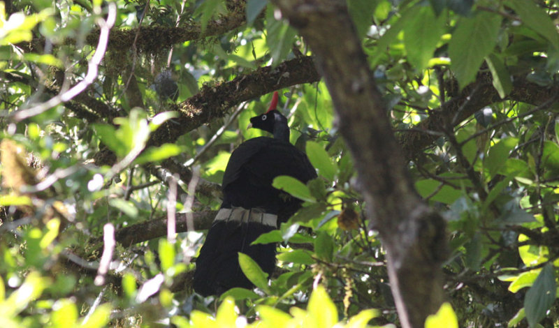 Horned Guan