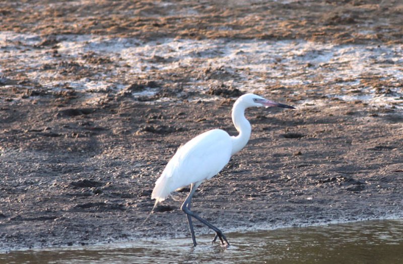 Reddish Egret