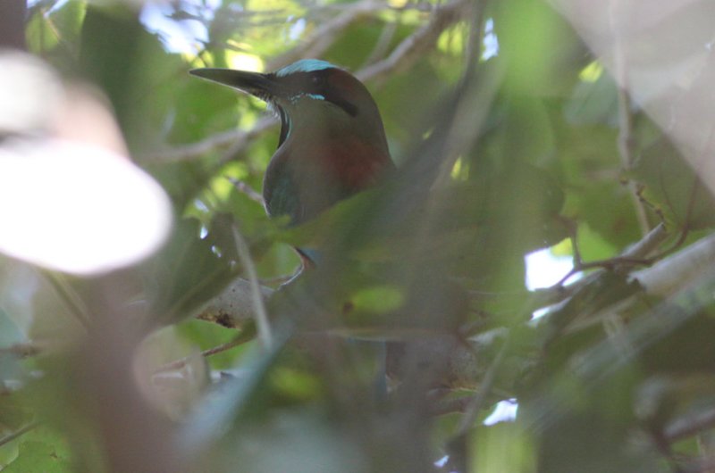Turquise-browed motmot