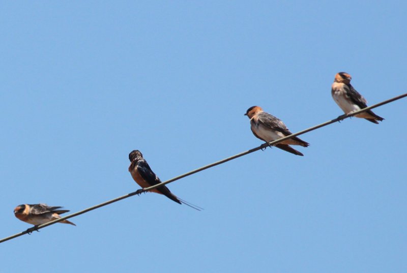 Cave & Barn Swallows