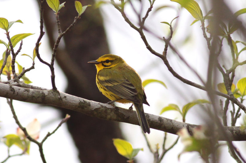 Prairie Warbler