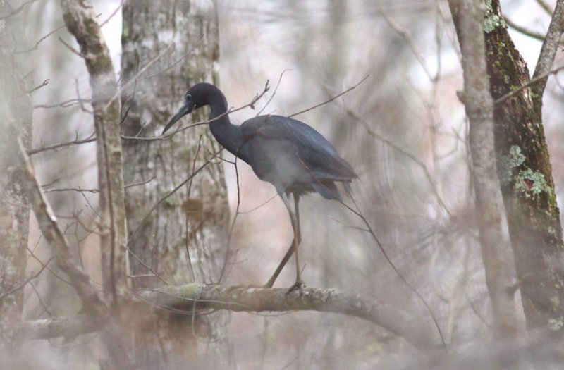 Little Blue Heron
