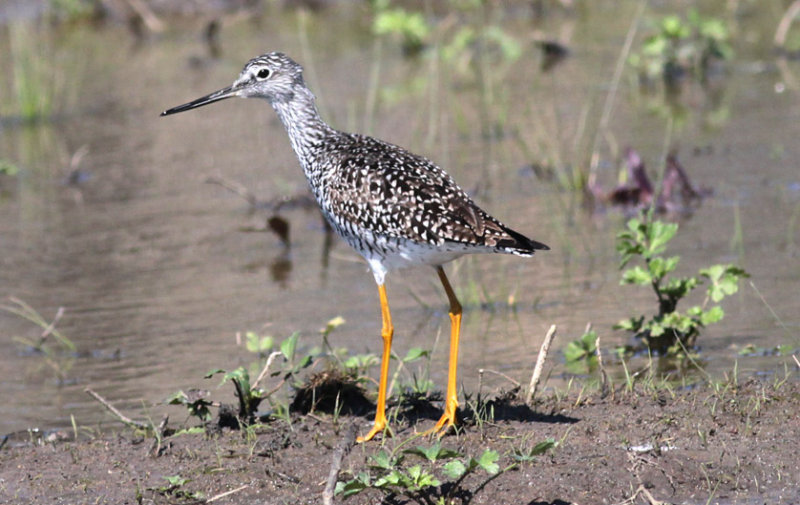 Greater Yellowlegs