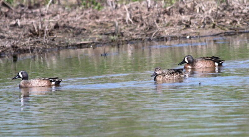 Blue-winged Teals