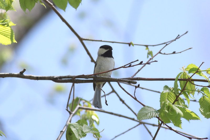 Carolina Chickadee