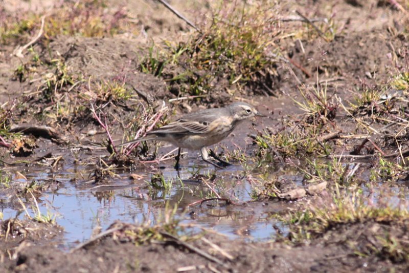 American Pipit