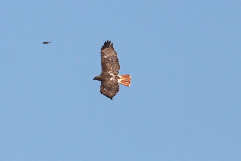Red-tailed Hawk