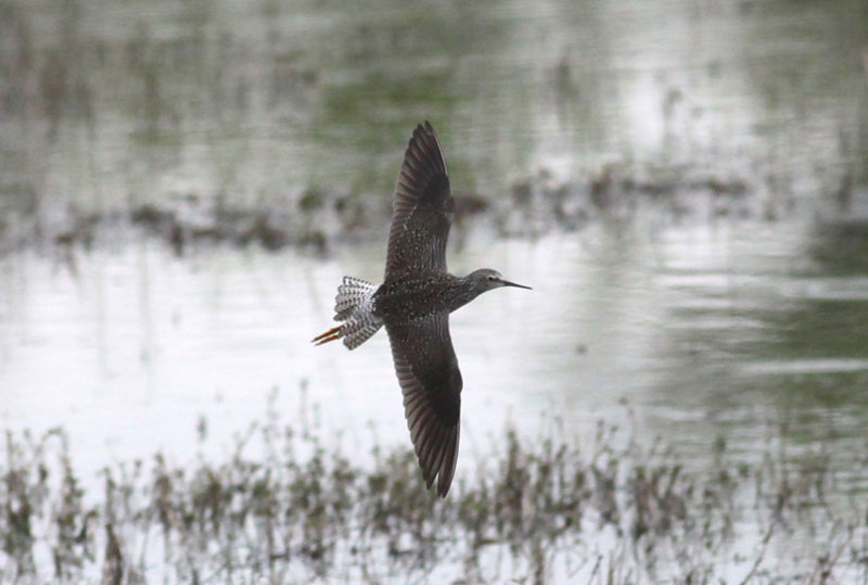 Lesser Yellowlegs