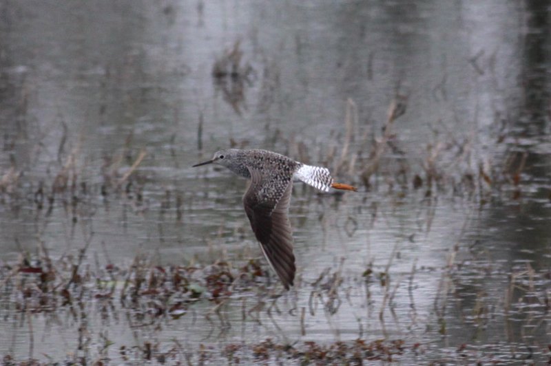 Lesser Yellowlegs
