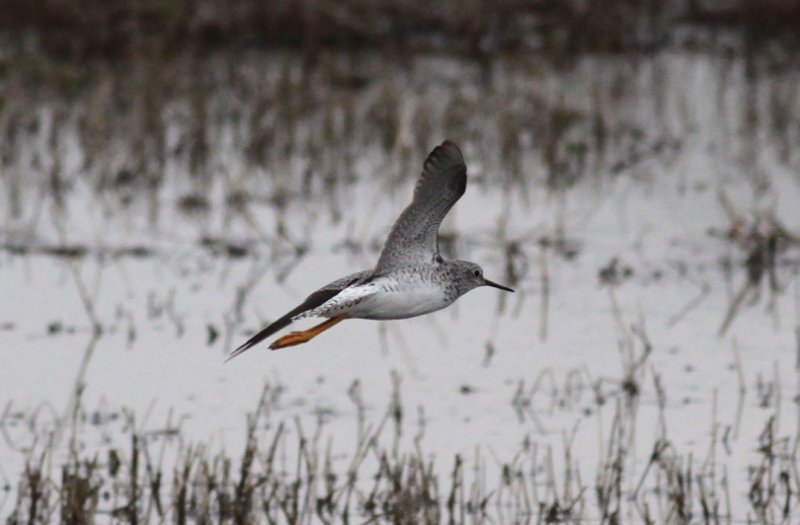 Lesser Yellowlegs