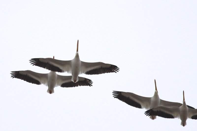 American White Pelicans