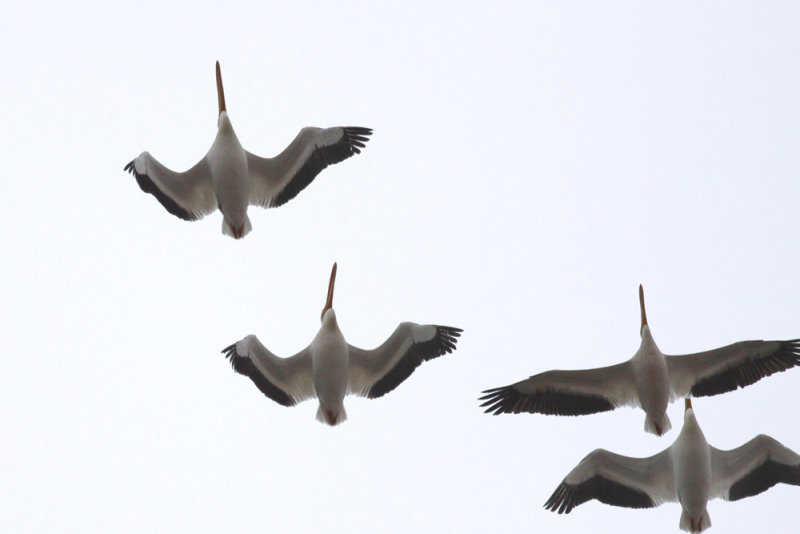American White Pelicans