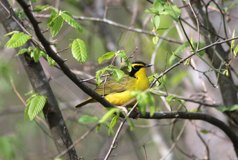 Kentucky Warbler