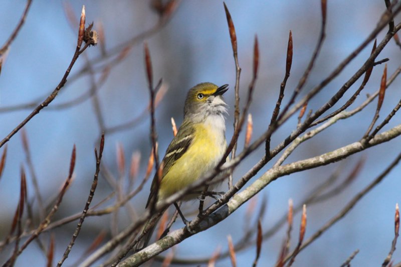 White-eyed Vireo