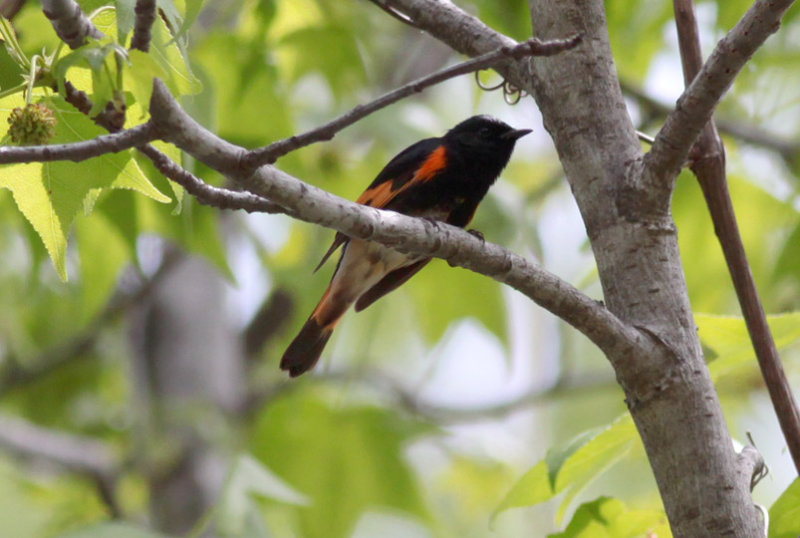 American Redstart