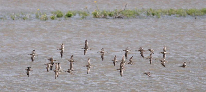 Long-billed Dowitchers in flight