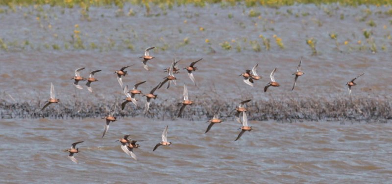 Long-billed Dowitchers in flight