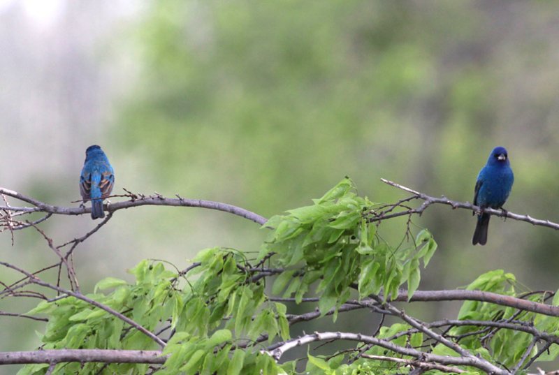 Indigo Buntings