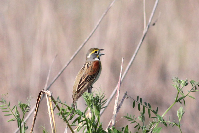 Dickcissel