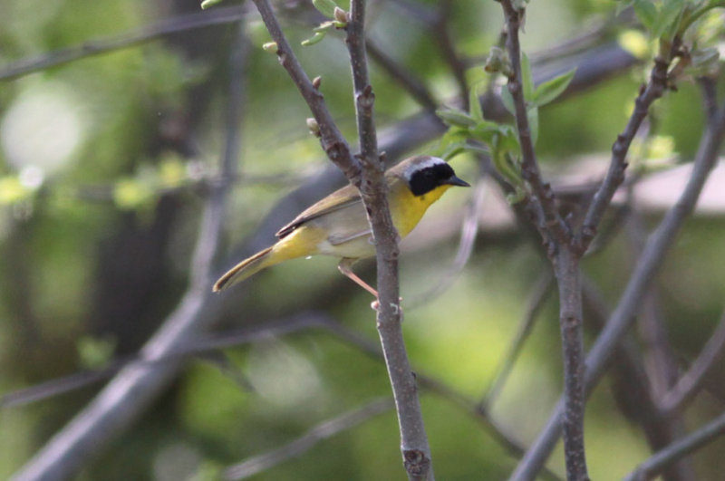Common Yellowthroat