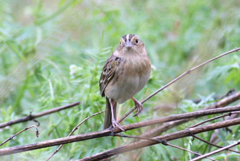 Grasshopper Sparrow