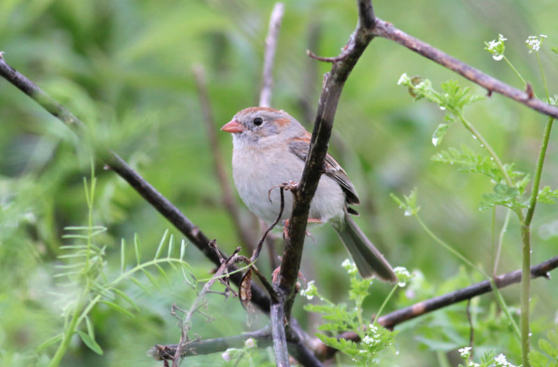 Field Sparrow