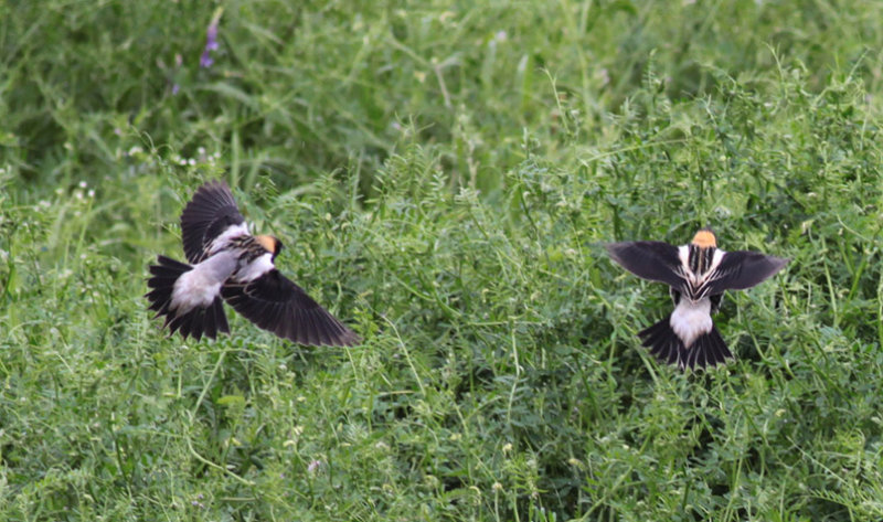 Bobolinks
