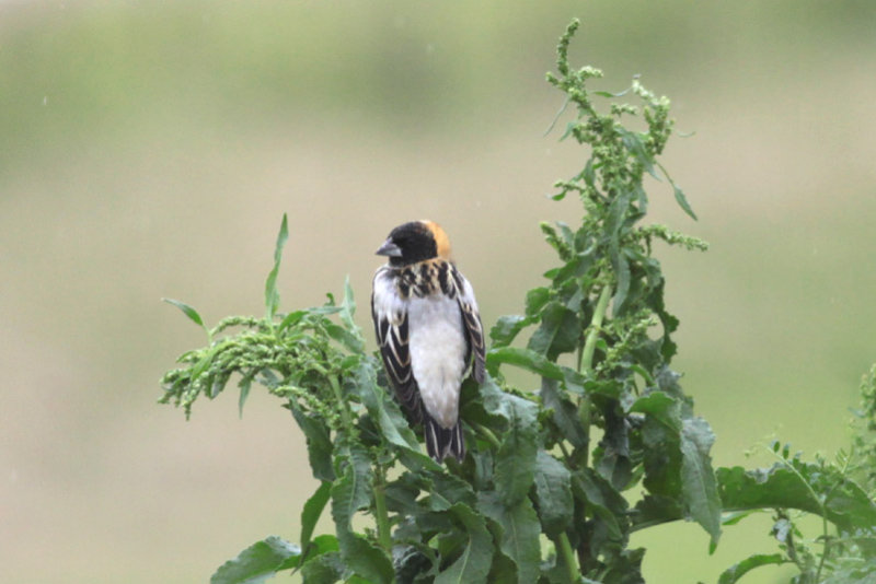 Bobolink