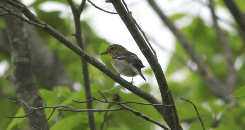 Yellow-throated Vireo