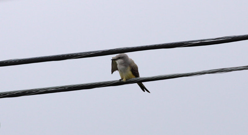 Scissor-tailed Flycatcher x Western Kingbird