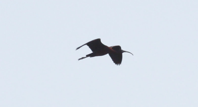 Glossy Ibis