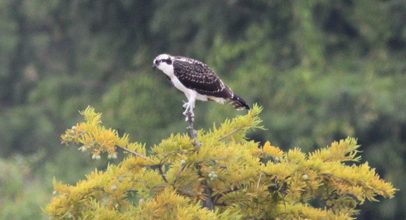Osprey
