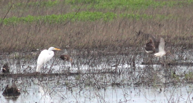 White Ibis