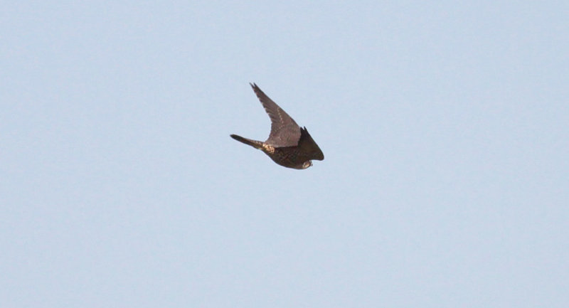 Peregrine Falcon