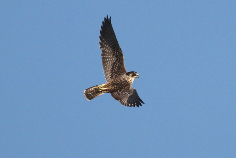 Peregrine Falcon (unsuccessful pass)