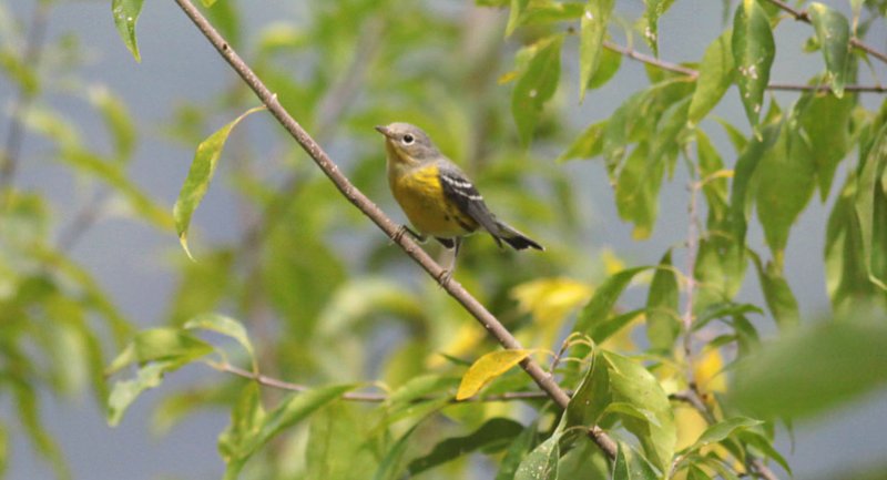 Magnolia Warbler