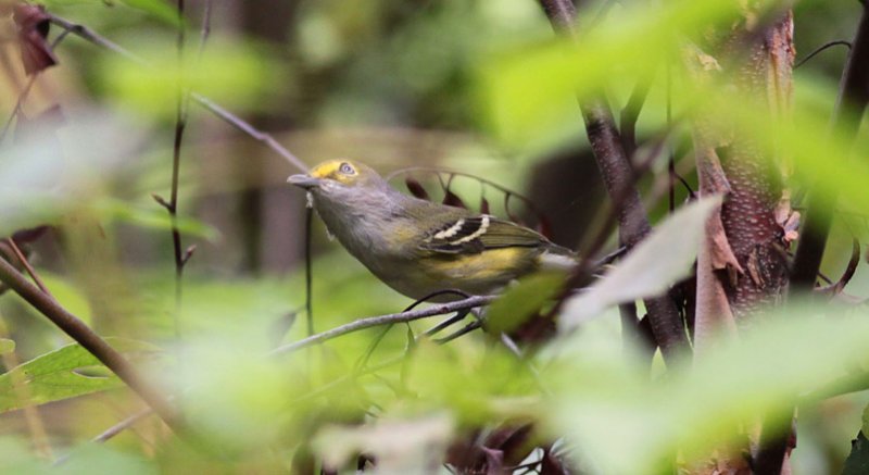 White-eyed Vireo